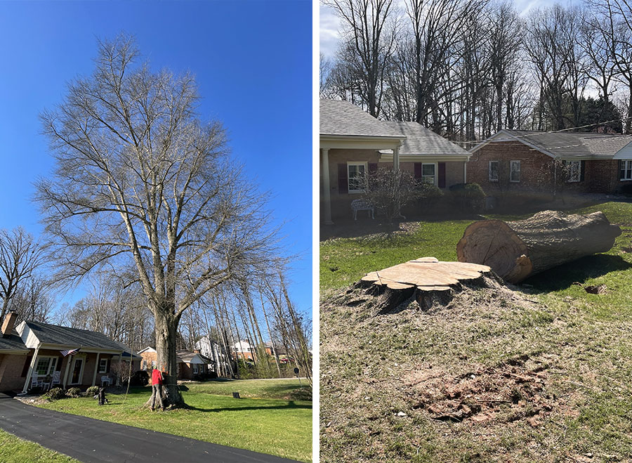 Before and after photos of a large tree that was removed from someone's front yard