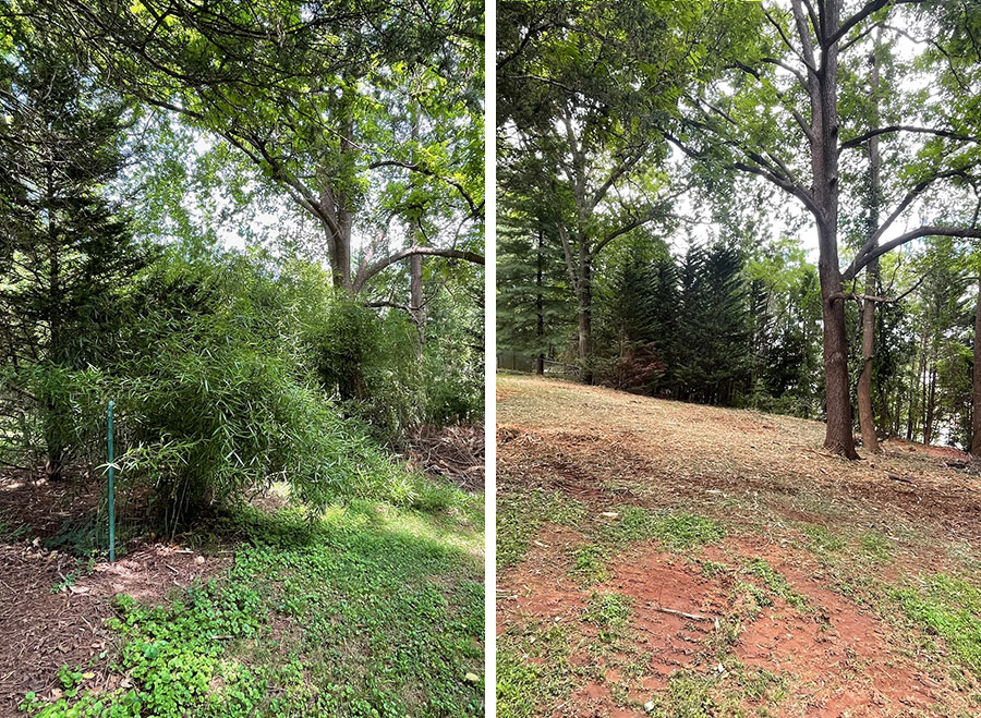 Before and after photos of a wooded area that underwent forestry mulching